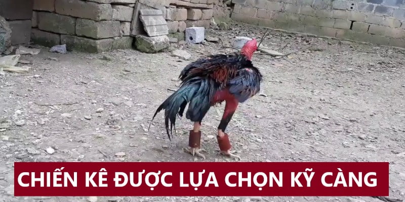 Chiến kê luôn được lựa chọn tỉ mỉ, cẩn thận khi thi đấu đá gà cựa sắt