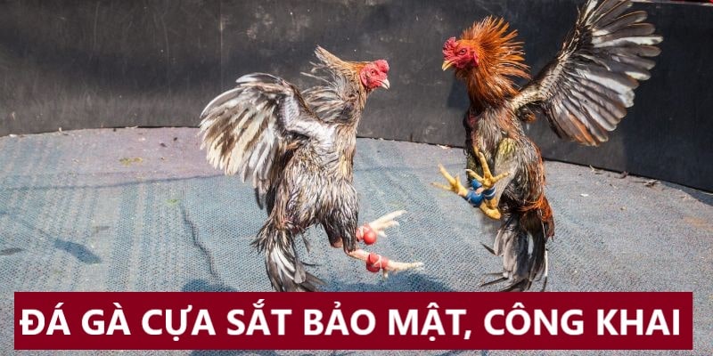 Đá gà cựa sắt Kubet11 hoàn toàn công khai, bảo mật 