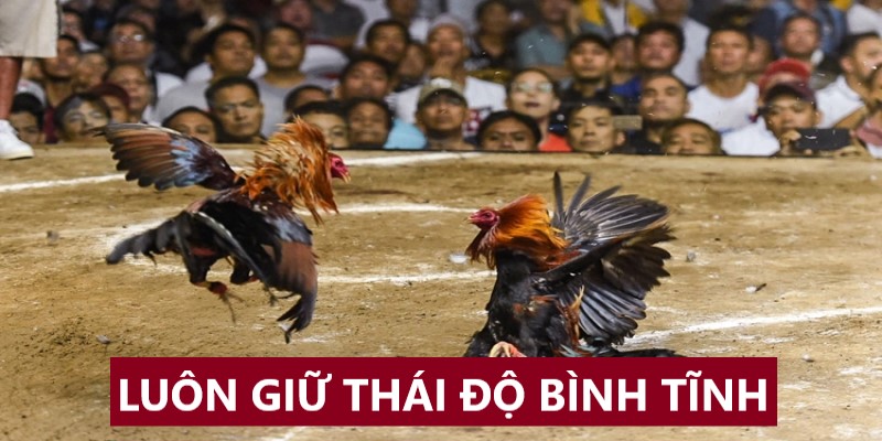 Người chơi cần giữ bình tĩnh khi tham gia đặt cược gà đá cựa sắt